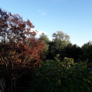 Garden in autumn with trees with red leaves