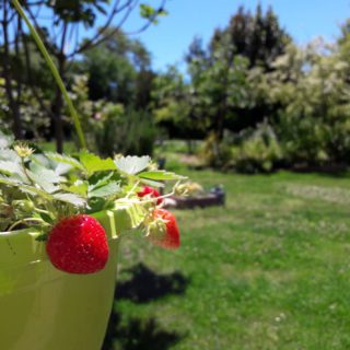 First organic garden strawberries