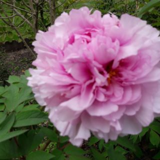 Beautiful garden peony