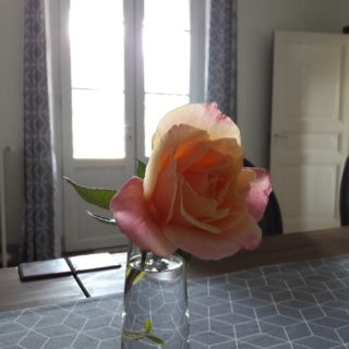 Old garden rose in a flower pot in the dining room