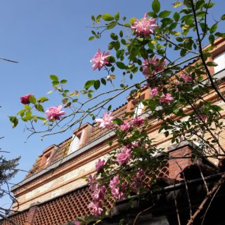 Beautiful little old roses in front of the house