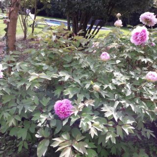 Clump of peonies in bloom in the garden of the B&B