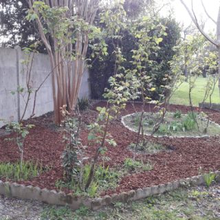 Garden of the guest house with trees and flowers