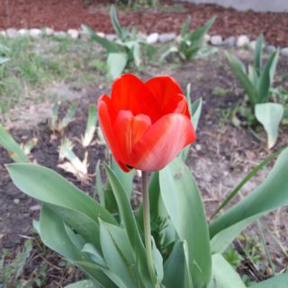 Lovely red tulip in the garden of the bed and breakfast