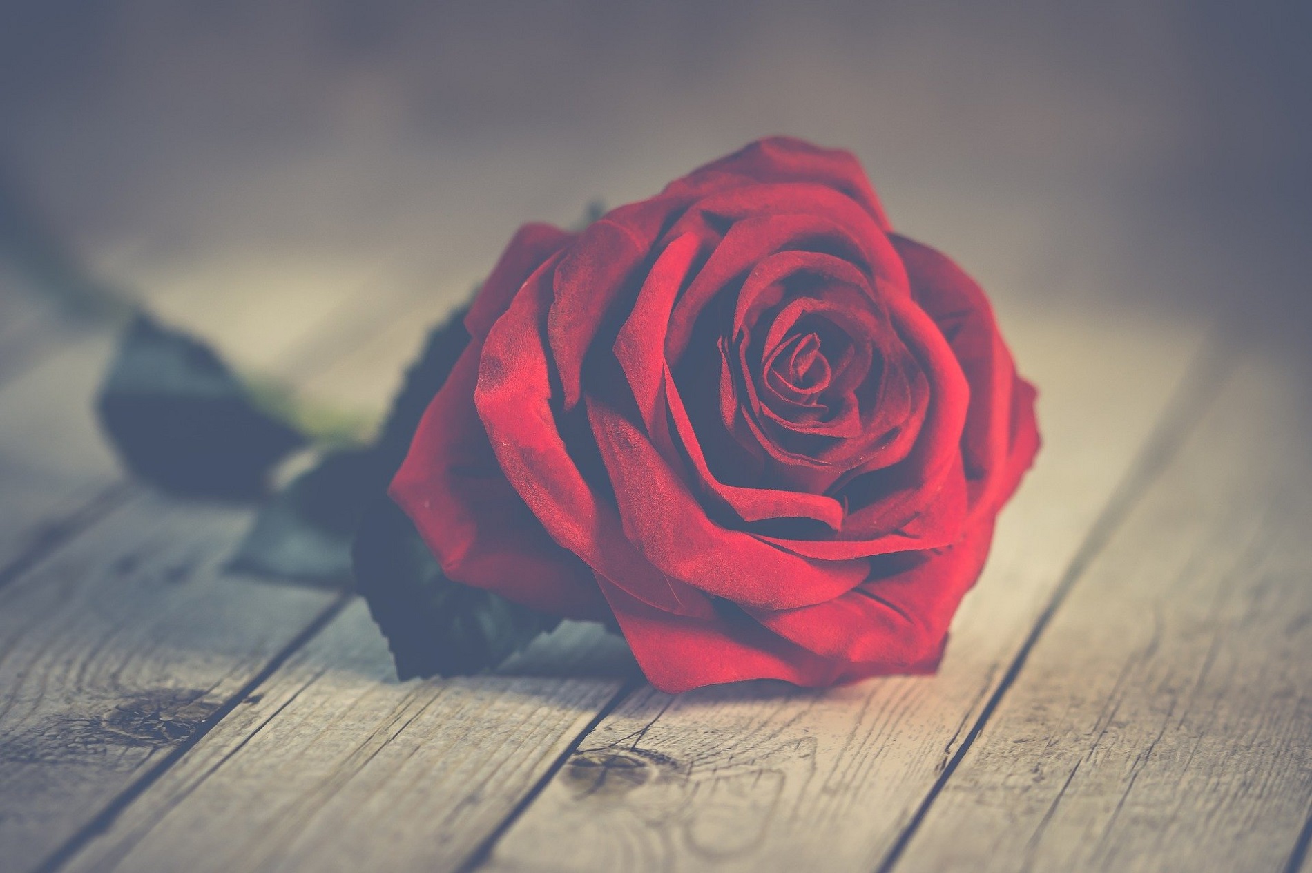 Jolie rose pour un séjour romantique