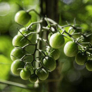 Tomates du jardin tarn et garonne